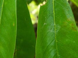 Green leaf background from tropical area photo