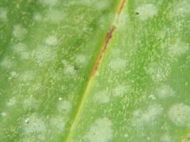 Green leaf background from tropical area photo