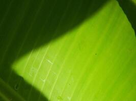 Green leaf background from tropical area photo