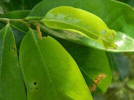 Green leaf background from tropical area photo
