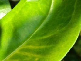 Green leaf background from tropical area photo