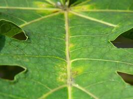 Green leaf background from tropical area photo