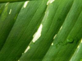 Green leaf background from tropical area photo