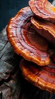 reishi mushrooms close up on tree trunk Ganoderma lucidum Translucid Mushroom, lingzhi mushroom Supplements Alternative Oriental Medicine photo