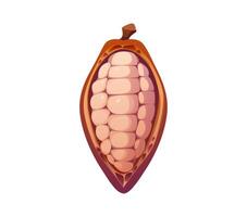 Cartoon cocoa bean of cacao tree for chocolate vector