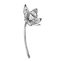 Spring Flower Narcissus. illustration On white background. Design flower shops, perfume labels, cosmetics, packaging, typography, textiles, tableware. Fragrances for the home. Festive bouquets vector
