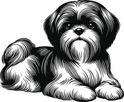 Charming Shih Tzu Line Work vector