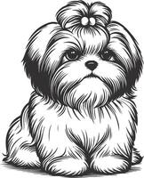Delicate Shih Tzu Sketch vector