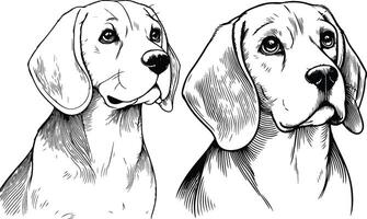 Beagle dog breed animal line art one line sketch outline vector