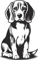 isolated one single sitting Beagle dog head front view black and white bw two colors silhouette vector