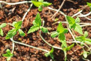 Close-up of cannabis sapling plant in a potted photo