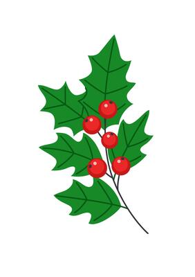 Holly sprig with berries and leaves. Traditional Christmas decoration for home. Isolated on white background.