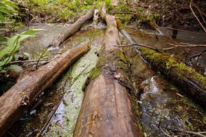 Fallen tree in the middle of a stream in the forest. photo