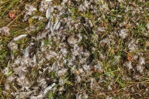 Bird feathers scattered across the grass. Remains of a bird. Bird killed and eaten by predator photo