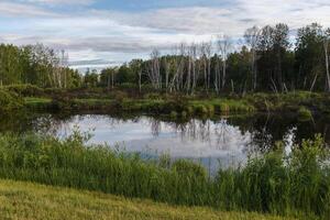 beautiful swamp landscape. Green grass and dry trees in the swamp. Overcast. photo