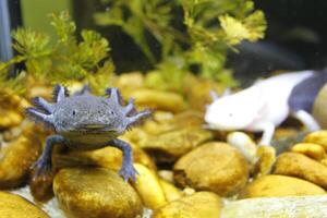 Gray axolotl in waters in Brazil, showing its underwater terrestrial characteristics photo