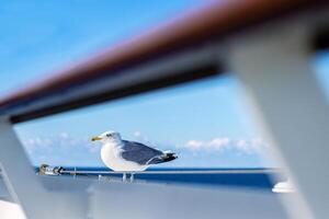 A seagull perches calmly on a boat railing, framed by metal bars, with a bright blue sky and distant clouds. Freedom and tranquility on the open sea concept photo
