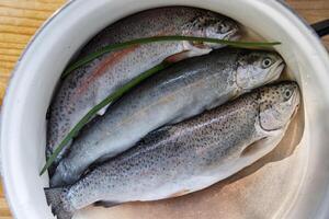 Three raw freshly caught rainbow trouts laid in a white enamelled bowl in the kitchen. Closeup of a fresh forel trout fish in a casserole pot, ready for preparation and cooking. Top view. photo
