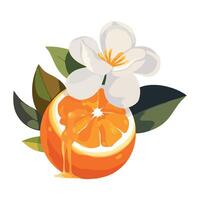Juicy citrus fruit symbolizes freshness in nature isolated vector