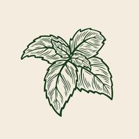 Basil branch in line drawing style vector
