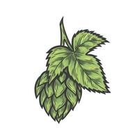 Hops in the style of line drawing vector