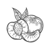 a peach in the style of a line drawing vector