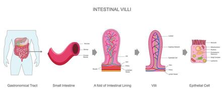 Intestinal villi are tiny projections that boost nutrient absorption in the small intestine vector