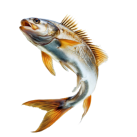 Dynamic fish leaps gracefully towards the surface, creating splash bubbles against a transparent background, Dynamic Real Fish Leap isolated on transparent background Image png