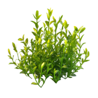 Potamogeton green algae bush isolated on transparent background showcasing its vibrant green foliage, Potamogeton green algae bush, file of isolated object with shadow on transparent background png