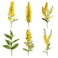 A collection of vibrant solidago flowers showcased beautifully against a pure transparent background, solidago flowers isolated on transparent background png