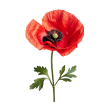 Bright red poppy flower isolated on a transparent background showcasing its delicate petals and green foliage, poppy flower isolated on transparent background png