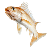 dinamico pesce saltare alto nel il aria contro un' pulito trasparente sfondo, in mostra naturale movimento e energia, dinamico vero pesce salto isolato su trasparente sfondo Immagine png