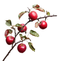 A branch of fresh red apples with green leaves on a clean transparent background showcasing natural beauty, Branch of delicious apples on whtie background cutouts png
