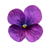 Delicate violet flower with intricate petals isolated on a clean transparent background, Violet flower isolated on transparent background png