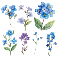 A collection of forget-me-not flowers in various stages, showcasing delicate blue petals and green leaves on transparent background, Forgetmenot flower single stem isolated on transparent backgroud png