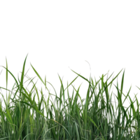 Fresh green grass against a clean transparent background, perfect for nature-themed design or as a simple backdrop, Grass on transparent background png