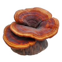 Unique Lingzhi mushroom Ganoderma lucidum displayed on a transparent background showcasing its vibrant coloration and texture, Lingzhi Mushroom Ganoderma Lucidum on transparent background png