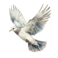 A graceful dove soaring against a pristine transparent backdrop, showcasing the beauty of flight and serenity, Dove isolated transparent background png