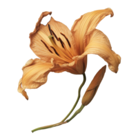 Dried day lily flower displayed on a transparent background showcasing intricate petal details and natural elegance, dried day lily flower on transparent background png