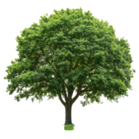 A large green tree with lush foliage isolated on a bright transparent background in a serene atmosphere, big tree with green leaves on transparent backgroundfile png