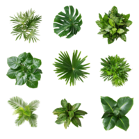 Aerial view of diverse tropical plants arranged in a bushy layout against a clean, transparent backdrop, tropical plants bush from above isolated on transparent background png