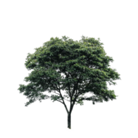 A solitary green tree stands prominently on a small grassy hill against a pristine transparent background, tree isolated on transparent png