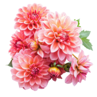 Vibrant bouquet of dahlia flowers beautifully arranged on a transparent background, Bouquet of dahlia flowers, isolated on transparent background png