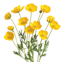 Bright buttercup flowers in vivid yellow, beautifully arranged isolated on a transparent background, Buttercup flowers isolated on transparent background cutout png