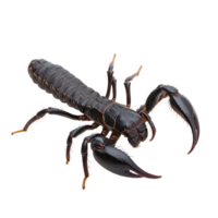 Pandinus imperator scorpion isolated on a transparent background displaying its prominent pincers and segmented body, Scorpion Pandinus imperator isolated on transparent background png