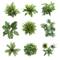 A top view of a diverse collection of tropical plants arranged aesthetically on a clean background, tropical plants bush from above isolated on transparent background png