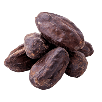 Dried cocoa beans stacked on a transparent background showcasing their rich brown color and unique texture, Dried Cocoa beans isolated on transparent background png