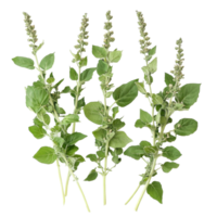Fresh lambsquarters with green leaves and flowering stalks on a transparent background ready for culinary use, Lambsquarters transparent background png