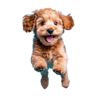 Happy Cavoodle puppy jumps joyfully against a bright blue background in an energetic display of playfulness, Happy Cavoodle Cavapoo Puppy Dog Runs and jumps isolated on blue cyan background png