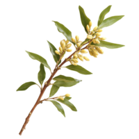 Eurycoma longifolia branch with yellow flowers on a plain transparent background, eurycoma longifolia on transparent background png